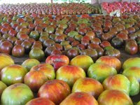 Cover photo for Visits to Local Organic Farms Show Abundance of Good Produce!