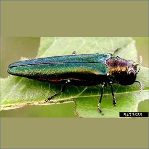 Cover photo for Emerald Ash Borer