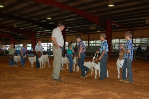 Judge Ron Hughes checks over Cloverbud goats during last year's showmanship show.