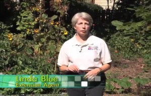 Cover photo for October Tips for the Gardener-8 Min Video Featuring Linda Blue