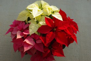 Cover photo for All About Poinsettias