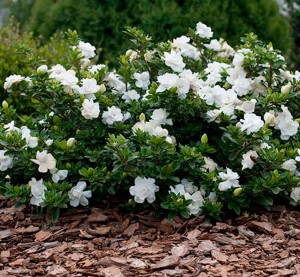 Crown Jewel Gardenia