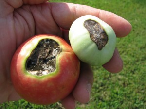 Blossom end rot
