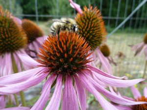 Cover photo for Certify Your Pollinator Garden