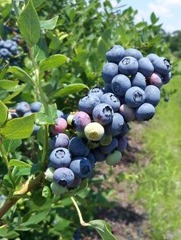 blueberry bush