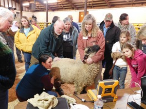 Cover photo for Regional Sheep & Goat Producer Training