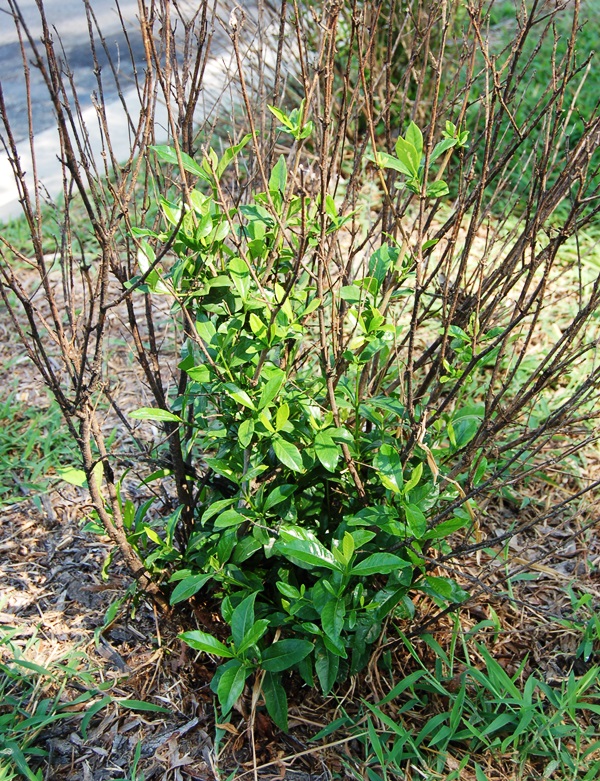 20+ Can Gardenias Grow In North Carolina Pics