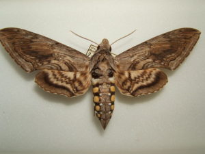 download hornworm moth