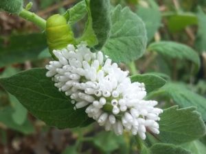 Hornworm covered in wasp coccoons.