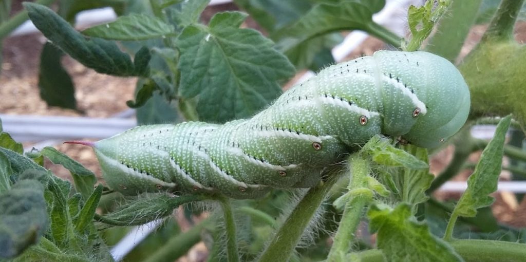 tobacco hornworm feeding on tomato