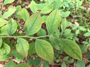 Blueberry leaves with iron chlorosis