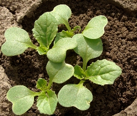 cabbage seedlings