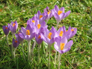 crocus blossoms