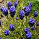 grape hyacinth