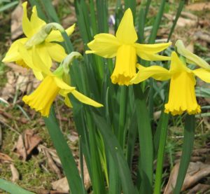 daffodils