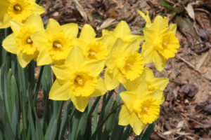 daffodils