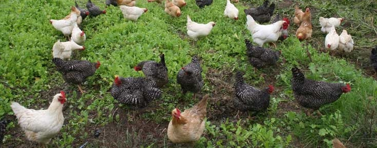 Flock of chickens