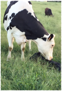 Cover photo for Chatham County Livestock Survey