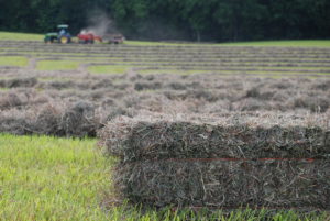 Cover photo for Need to Buy or Sell Hay?