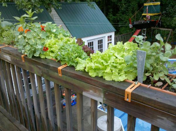 The Basics of Vegetable Gardening in Containers