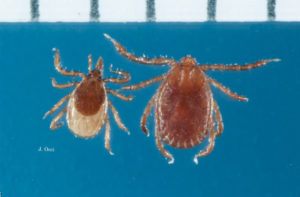 Cover photo for Longhorned Tick Found in Polk County