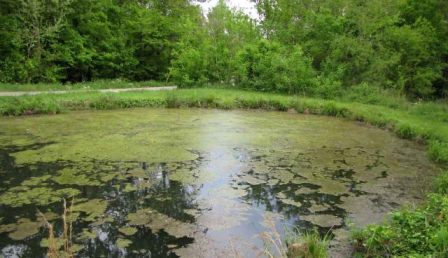 A pond with growth.