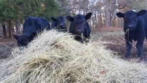 Cover photo for Beef Cattle Economics Workshop