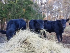 Image of cattle