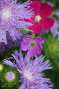 Cover photo for 2019 Extension Gardener Workshop Series