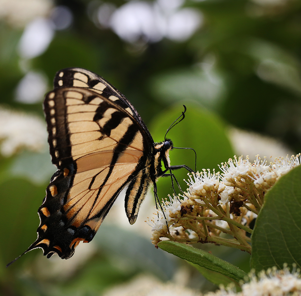 2019 Extension Gardener Workshop Series | N.C. Cooperative Extension