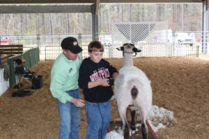 Shearing lamb