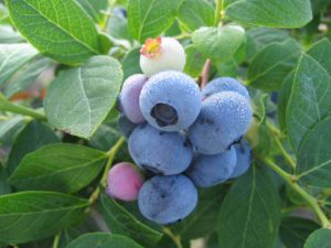 Cover photo for Blueberries in the Home Garden