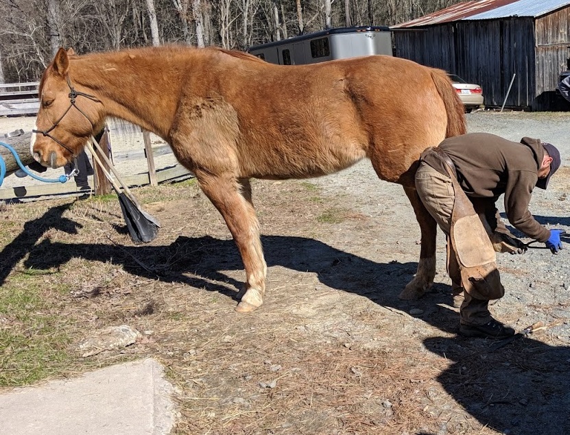 Mud Management for Horses  N.C. Cooperative Extension