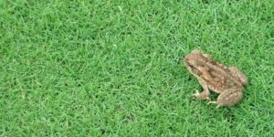 Cover photo for Sustainable Lawns & Lawn Alternatives