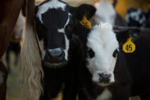Cover photo for Preparing Your Calves for Weaning