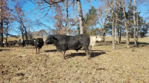 A bull and cattle herd in a pasture