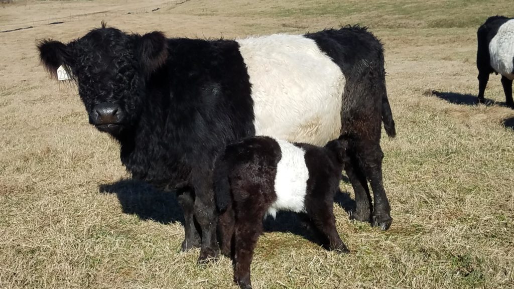 belted galloway cows
