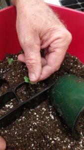 Planting seeds indoors. Photo by Charlotte Glen, NC State University