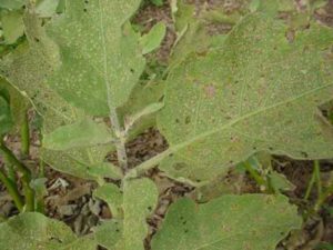 Eggplant Flea Beetle