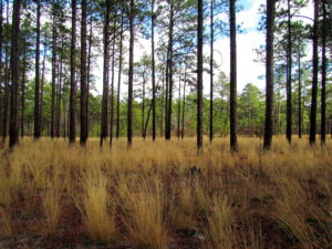 Cover photo for WATCH NOW - Woodland Stewards Webinar Series