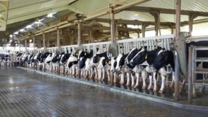 Cover photo for National Dairy FARM Program Training for Veterinarians