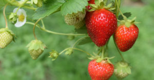 Cover photo for Frost and Freeze Protection for Vegetable Crops