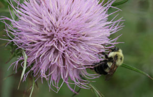 Cover photo for Virtual Pollinator Field Day June 22