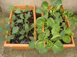 Two flourishing container gardens!