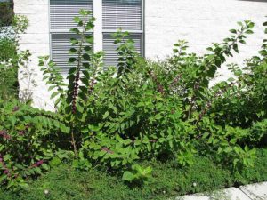 callicarpa americana