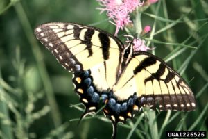 Easter Tiger Swalowtail butterfly