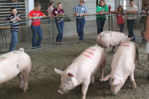 Cover photo for Livestock Judging & Skillathon Clinics