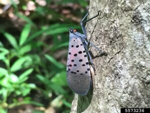 Cover photo for The Spotted Lanternfly Is a Serious Pest Inching Closer to North Carolina