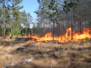Cover photo for Register Now for November 18 ForestHer NC Webinar on Prescribed Fire
