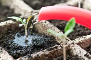 watering seedling